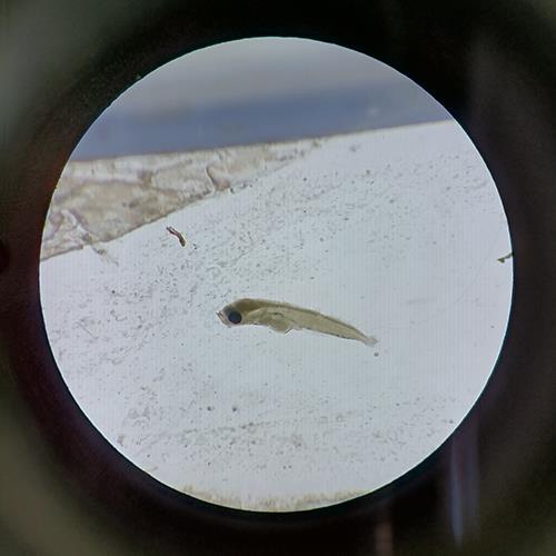 魚卵仔稚魚檢測.jpg