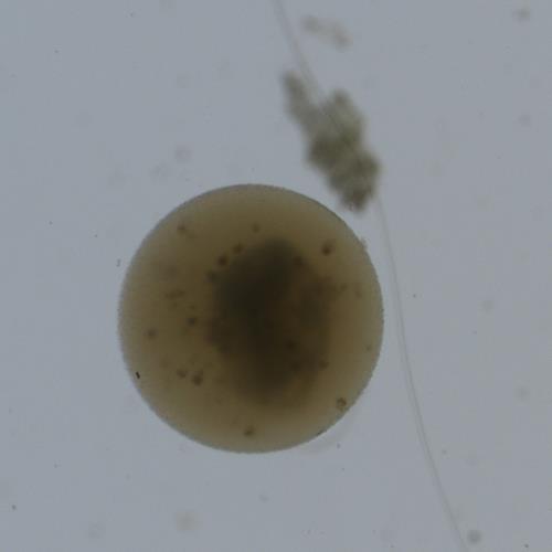 魚卵檢測(cè).jpg 魚卵檢測(cè).jpg