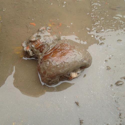 大型底棲生物檢測(cè).jpg 大型底棲生物檢測(cè).jpg