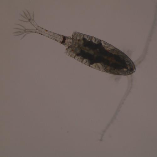 火腿許水蚤.jpg 火腿許水蚤.jpg