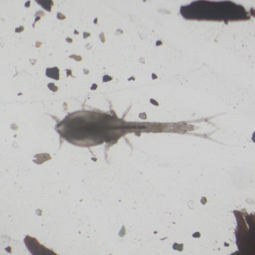 三葉針尾漣蟲.jpg 三葉針尾漣蟲.jpg