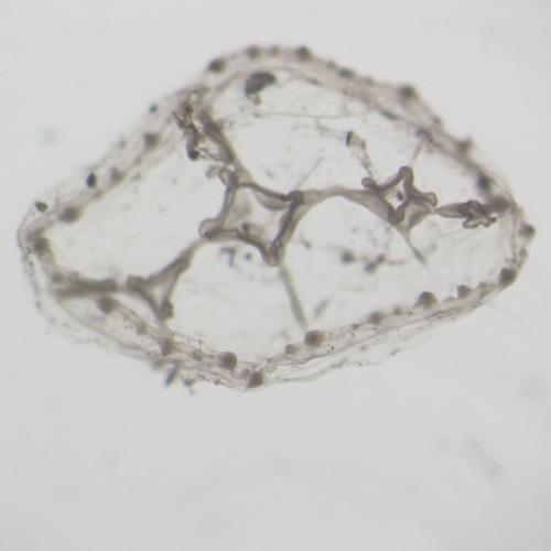 嵊山杯水母.jpg 嵊山杯水母.jpg