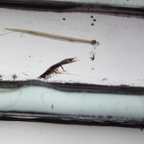 細(xì)足法蟲戎.jpg 細(xì)足法蟲戎.jpg