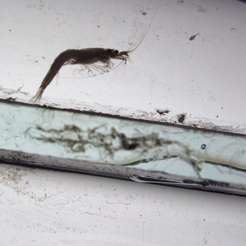 長(zhǎng)額刺糠蝦4.jpg 長(zhǎng)額刺糠蝦4.jpg