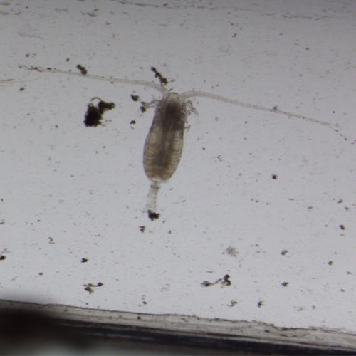 中華哲水蚤.jpg 中華哲水蚤.jpg