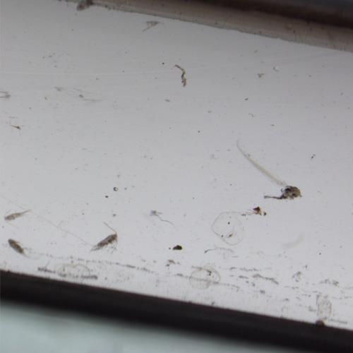 住囊蟲.jpg 住囊蟲.jpg