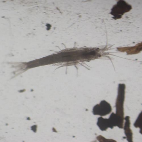 黑褐新糠蝦.jpg 黑褐新糠蝦.jpg