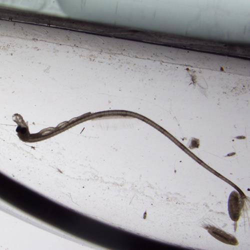 尖海龍幼體.jpg 尖海龍幼體.jpg