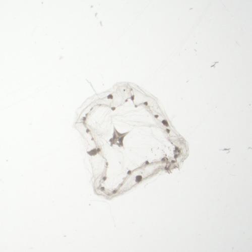 盤形杯水母.jpg 盤形杯水母.jpg