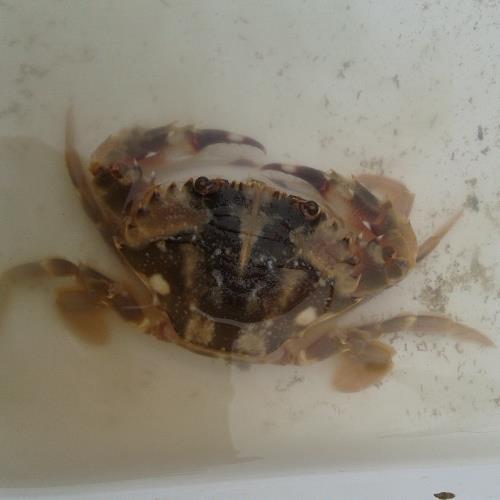 日本鱘.jpg 日本鱘.jpg