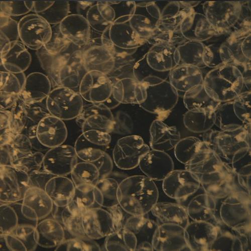 夜光蟲.jpg 夜光蟲.jpg