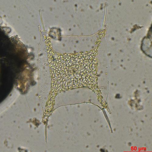 中華齒狀藻.jpg 中華齒狀藻.jpg